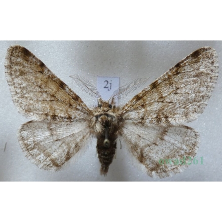 Phigalia pilosaria (Denis & Schiffermüller, 1775) male Włochacz naśnieżek Czech2j